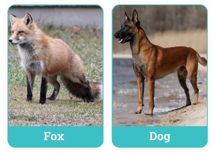 Do foxes have cat DNA?