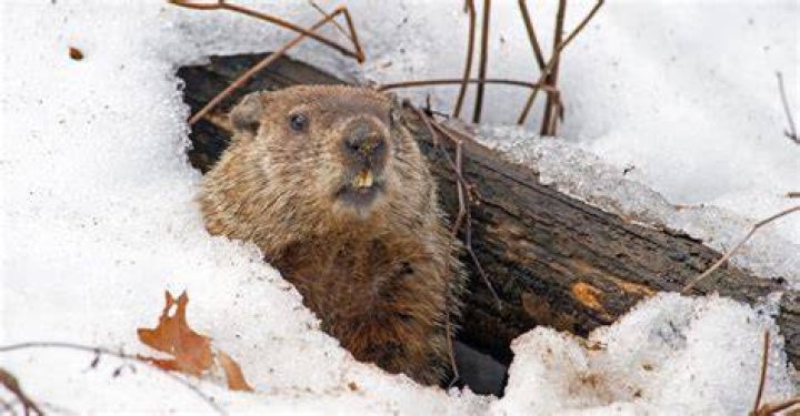 Do groundhogs sleep in the winter?