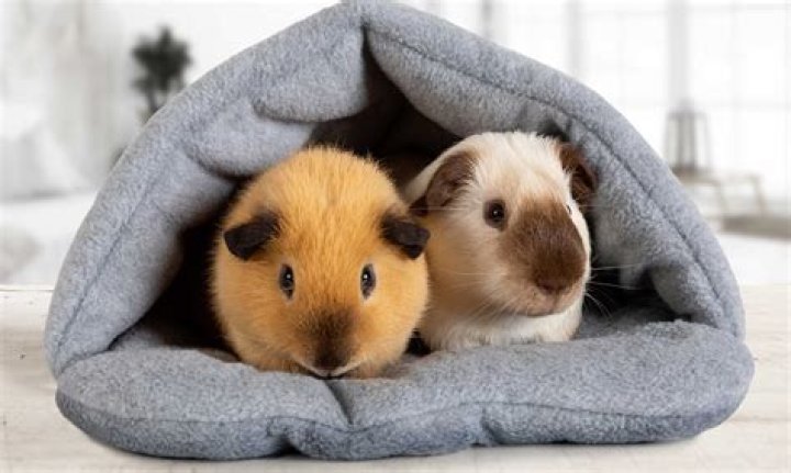 Do guinea pigs cuddle with you?