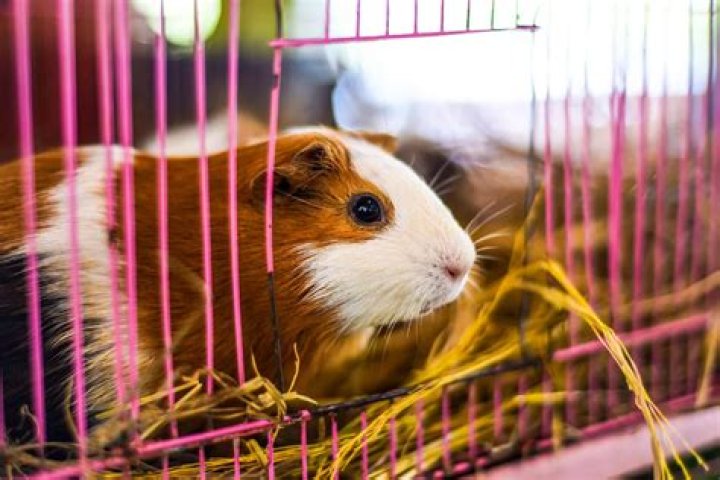 Do guinea pigs get bored in their cage?