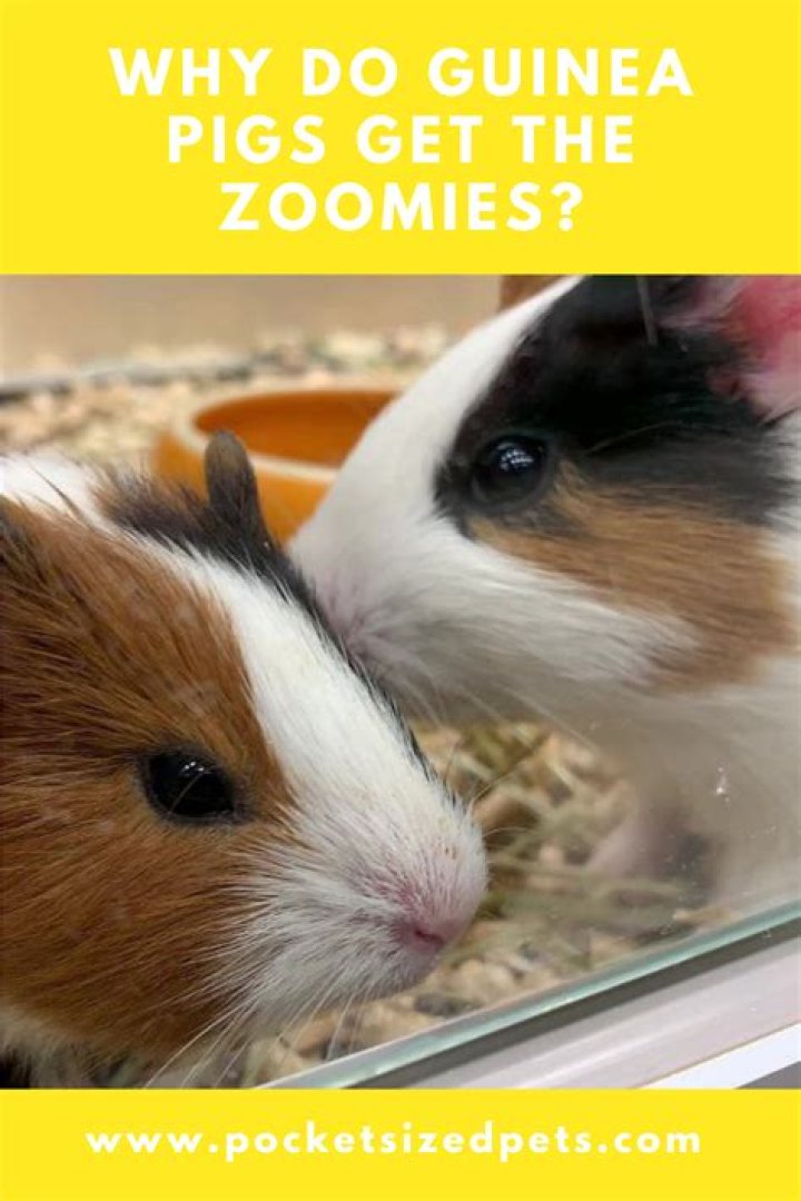 Do guinea pigs get the Zoomies?