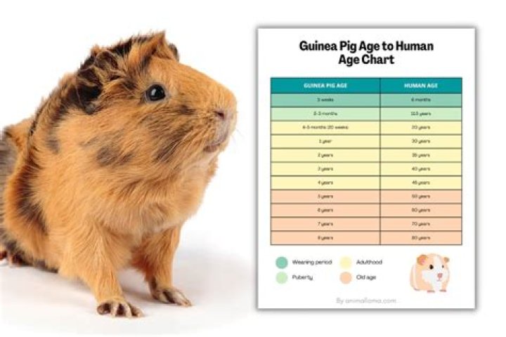 Do guinea pigs understand their names?