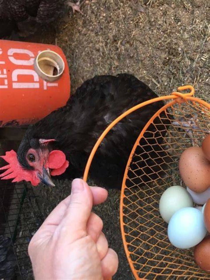 Do hens lay more eggs with a rooster?