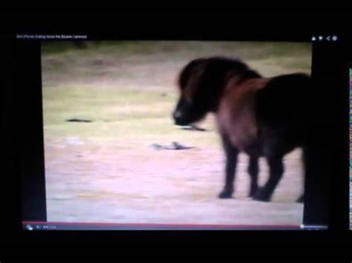 Do horses eat mice?