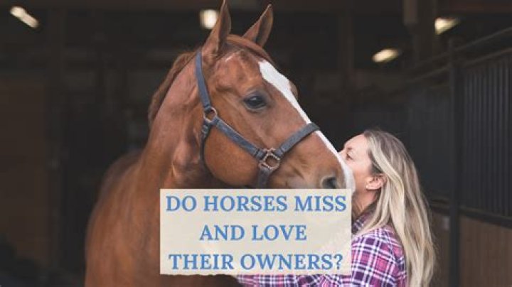 Do horses miss other horses?