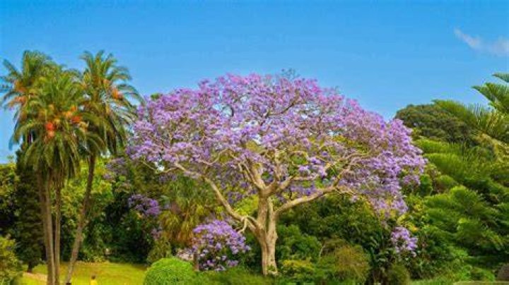 Do jacaranda trees have a scent?