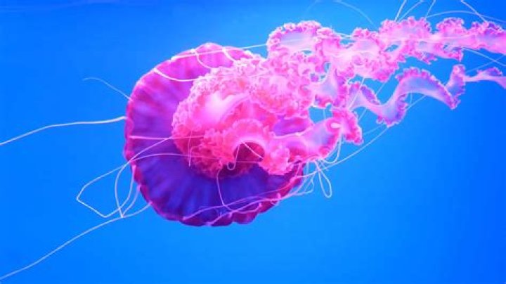 Do jellyfish hunt humans?