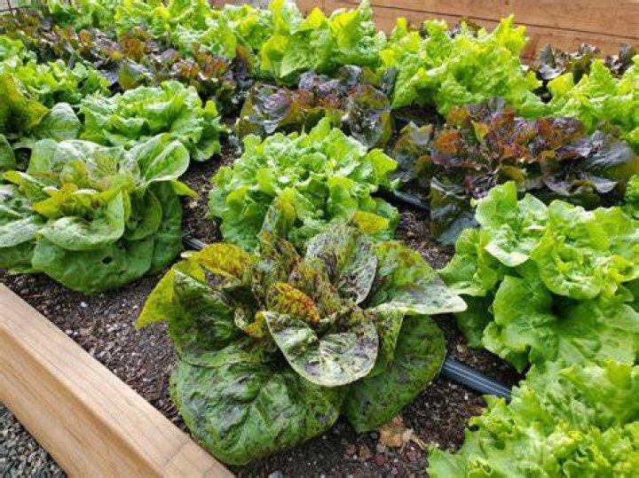 Do lettuce seedlings need to be thinned?