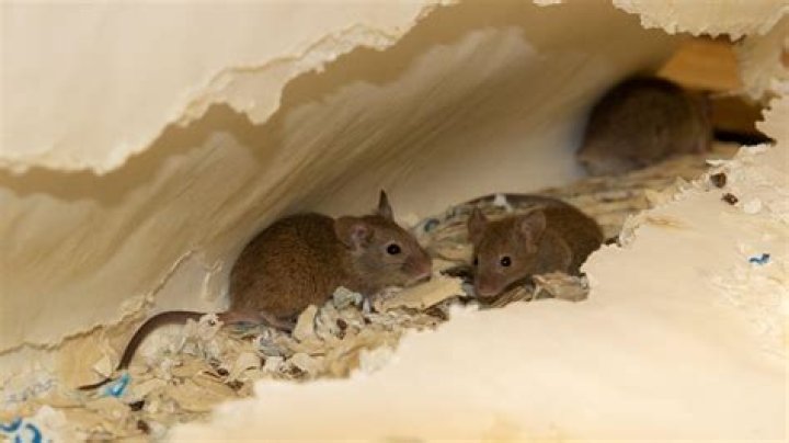 Do mice burrow in lawns?