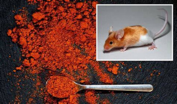 Do mice hate chili powder?