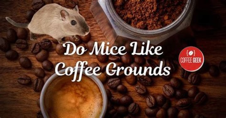 Do mice like coffee?