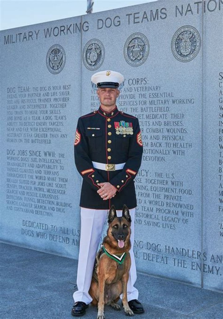 Do military dogs have ranks?