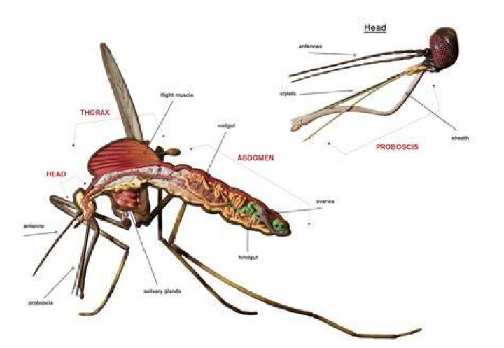 Do mosquitoes have bones?