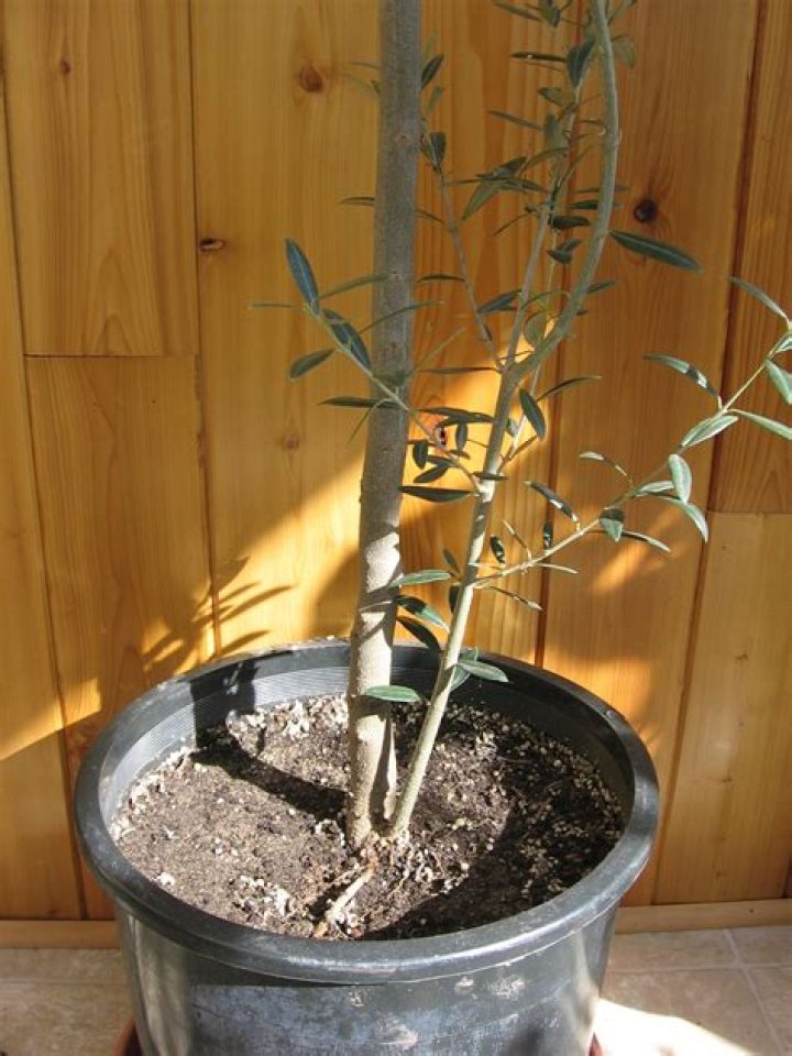 Do olive trees have sexes?