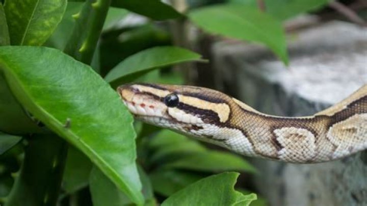 Do onions repel snakes?