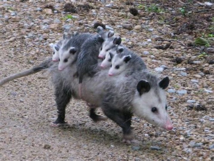 Do opossums carry parvo?