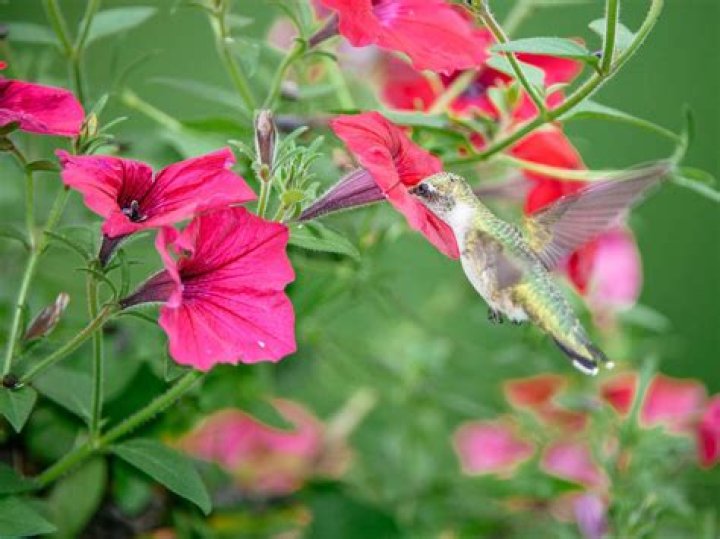 Do oranges attract hummingbirds?