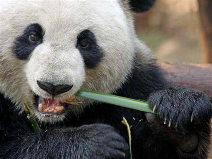 Do panda bears eat their own poop?