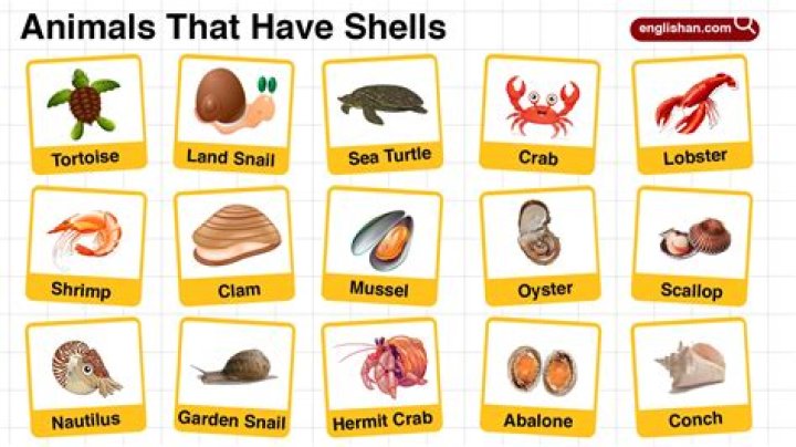 Do peas have shells?