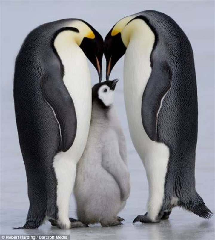 Do penguins kiss?