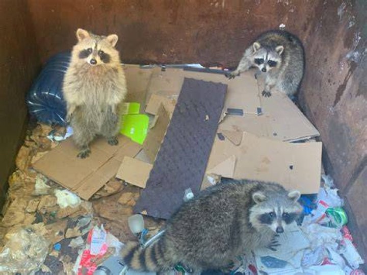 Do raccoons poop where they live?