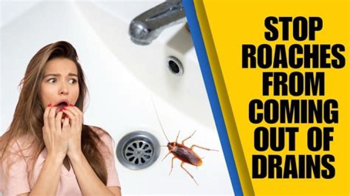 Do roaches like clean clothes?