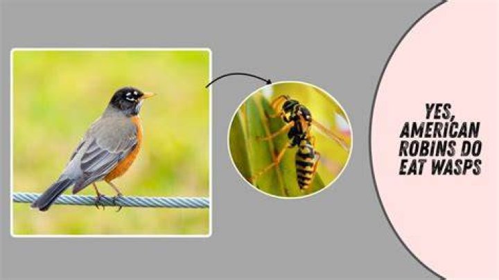 Do robins eat wasps?