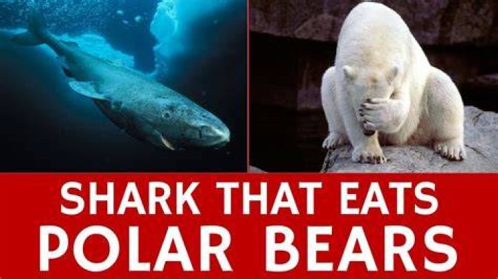 Do sharks eat polar bears?