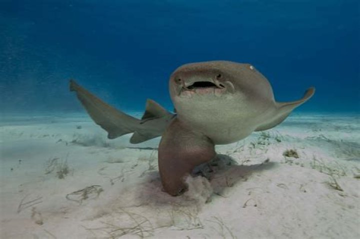 Do sharks get scabs?