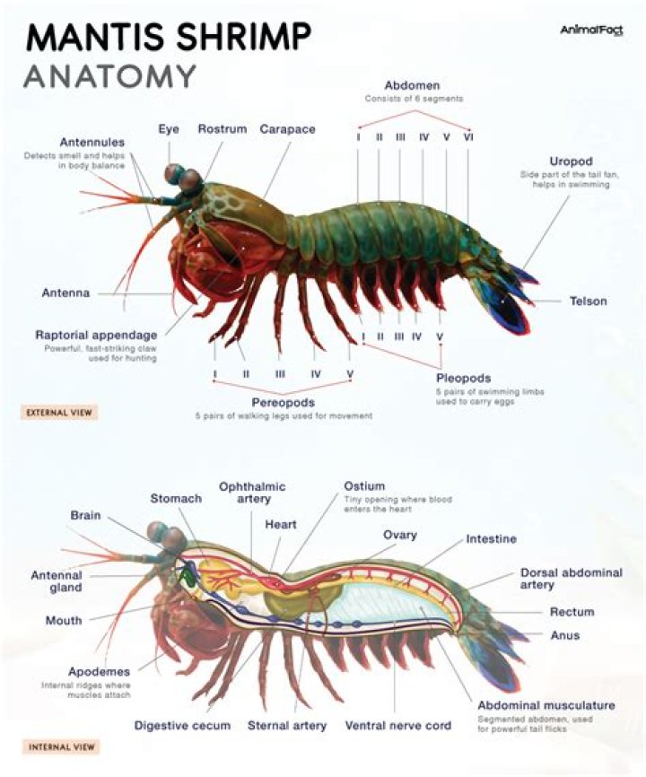Do shrimps have a brain?