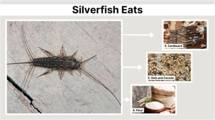 Do silverfish eat baking soda?