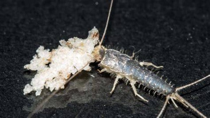 Do silverfish eat your hair?