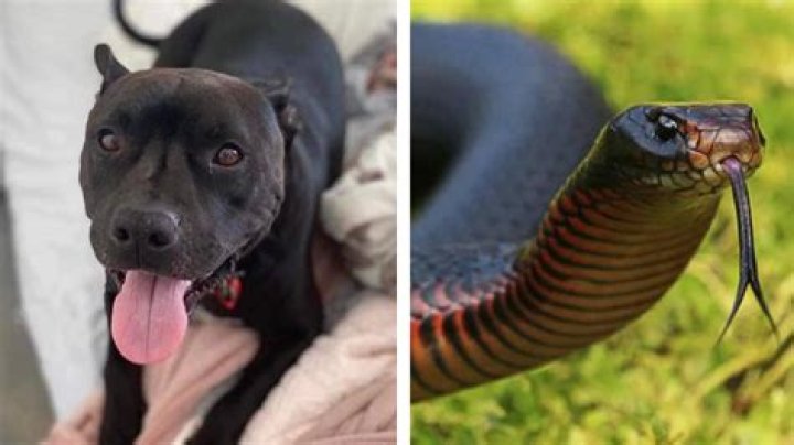 Do snakes afraid of dogs?