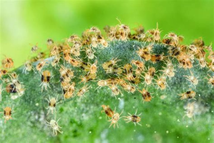 Do spider mites live in moss?