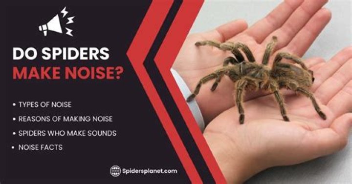 Do spiders react to loud noises?