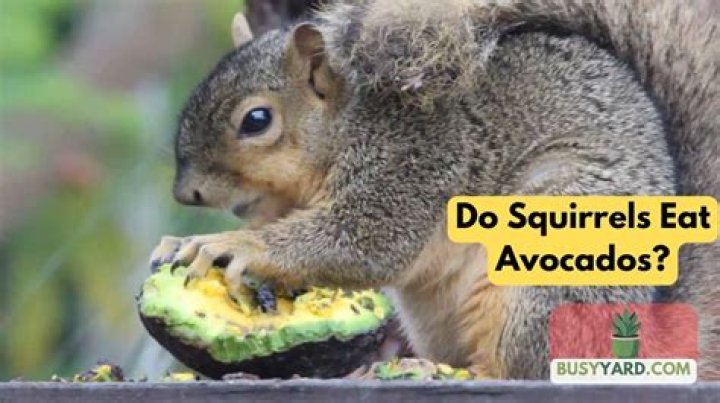 Do squirrels eat avocados?