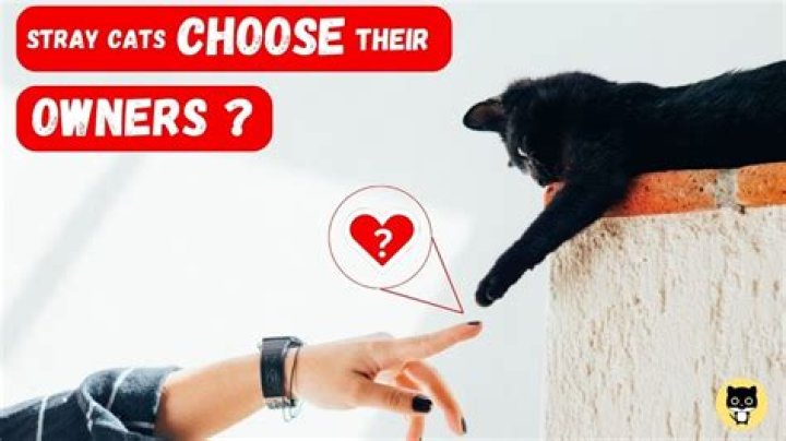 Do stray cats choose their owners?