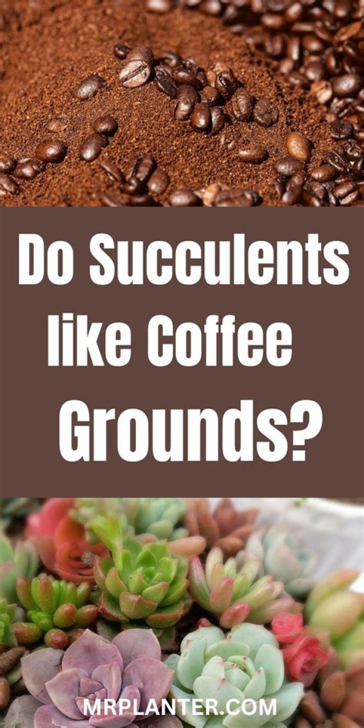 Do succulents like coffee grounds?