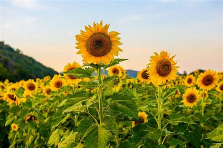 Do sunflowers benefit the soil?