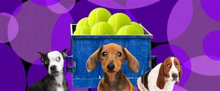 Do they remove the balls when neutering a dog?