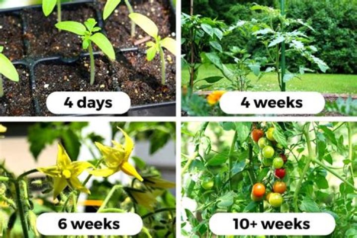 Do tomato seedlings need to be thinned out?