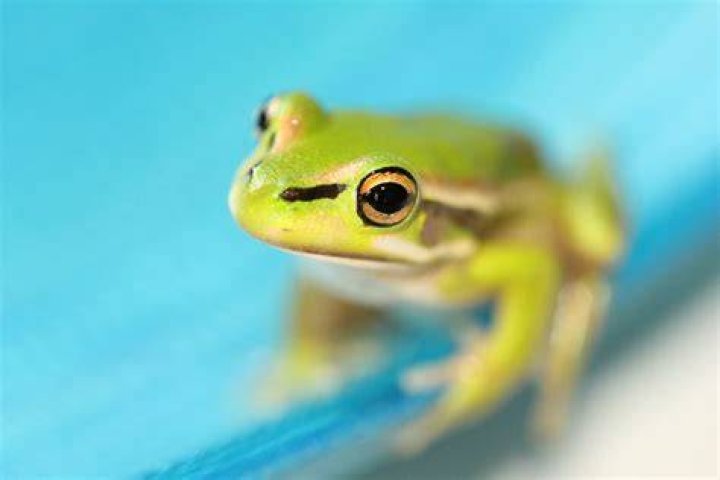 Do tree frogs sleep?