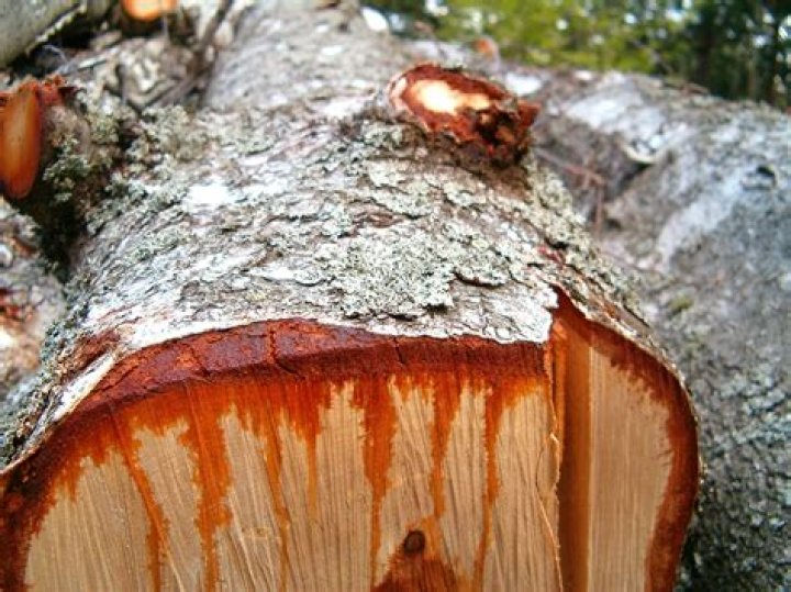 Do trees bleed?