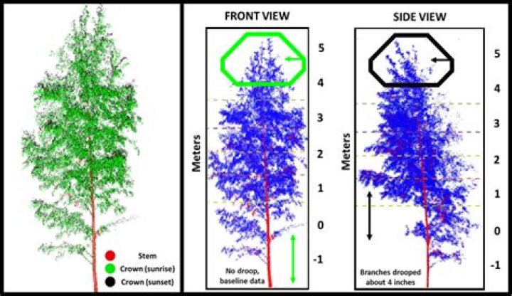 Do trees sleep?