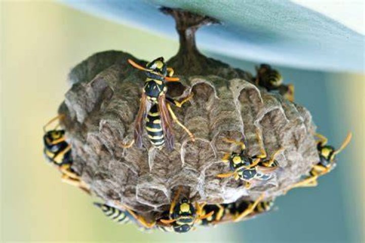Do wasp nests disappear?
