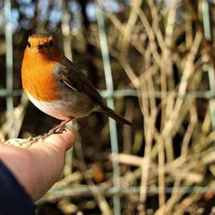 Do wild birds recognize humans?
