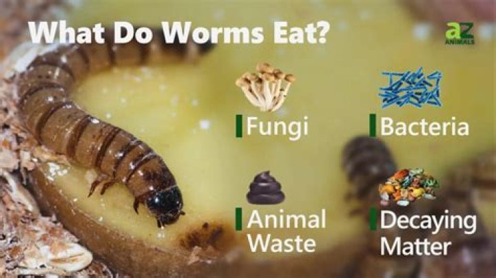 Do worms eat poop?