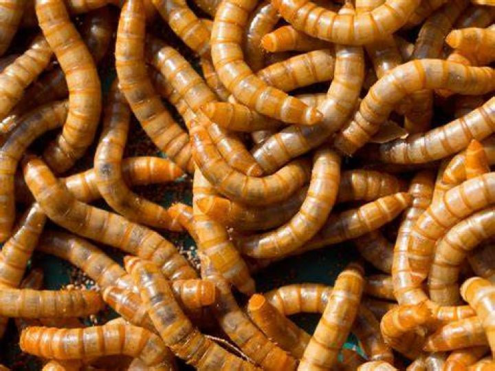 Do worms need water?