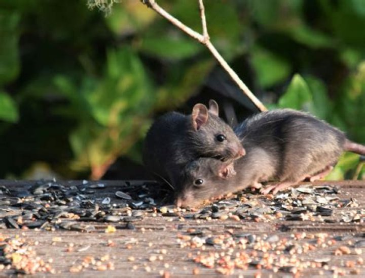 Do you always get rats with chickens?