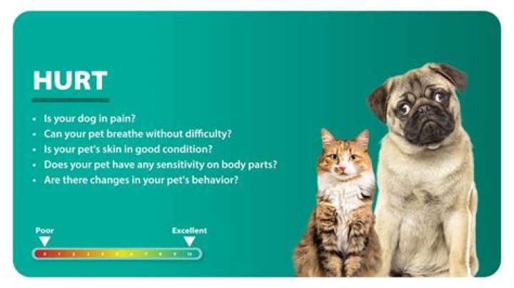 Does a dog have to be put down if it kills a cat?